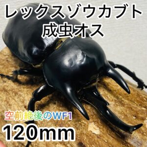 【WF1】レックスゾウカブト 成虫 オス 120mm アクティオンゾウカブト