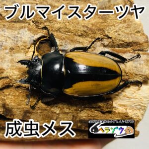 ブルマイスターツヤクワガタ 成虫 メス 52.3mm