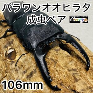 パラワンオオヒラタ 成虫 ペア 106mm