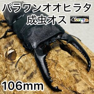 パラワンオオヒラタ 成虫 オス 106mm